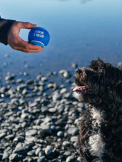     Pet-play-lot-4-balle-tennis-pour-chien