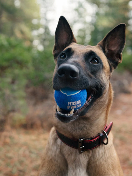 Jouet p. chiens balle tennis 4 pcs Acheter - Accessoires pour chiens - LANDI