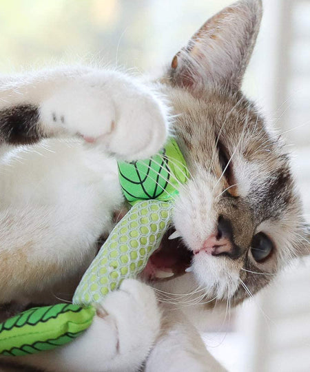 Petstages-jouet-pour-chat-mint-stick
