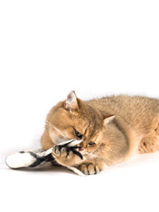Profeline-jouet-pour-chat-herbe-a-chat-catnip-donatcomet-laine