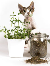 Profeline-jouet-pour-chat-herbe-a-chat-catnip