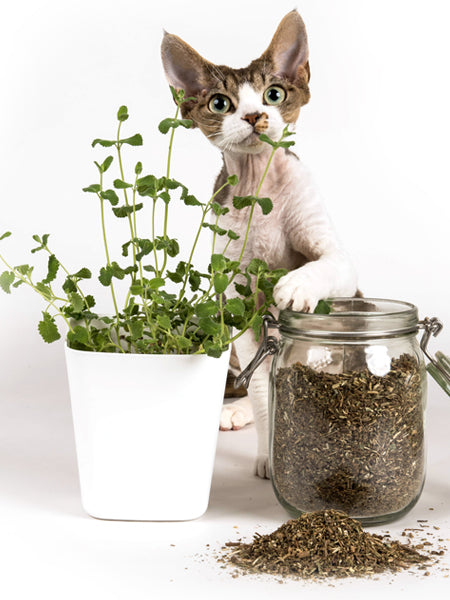 Jouet pour chat avec de l'herbe à chat, cataire et valériane
