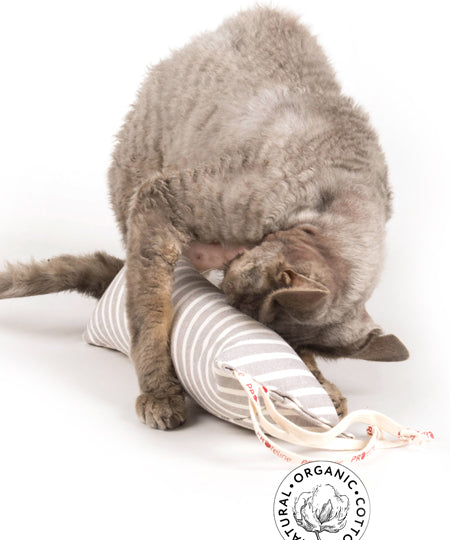 Profeline-jouet-pour-chat-herbe-a-chat-catnip-stick