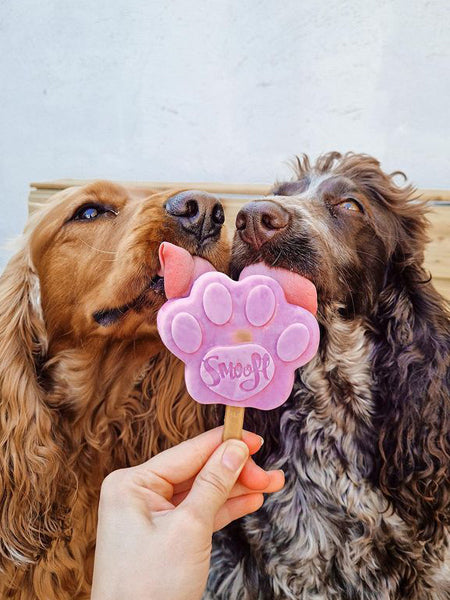        Smoofl-glace-pour-chien-2022
