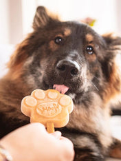       Smoofl-glace-chien-starter-kit-pack-grand-chien