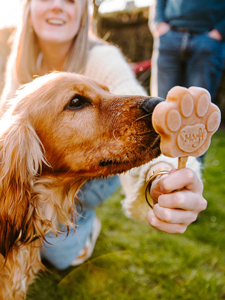 Smoofl-glace-pour-chien-beurre-de-cacahuete