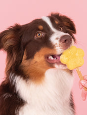        Smoofl-glace-pour-chien-pomme