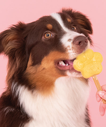        Smoofl-glace-pour-chien-pomme
