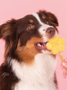        Smoofl-glace-pour-chien-pomme