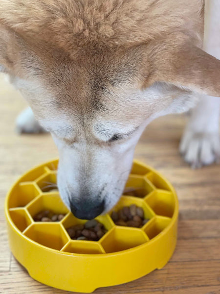     SodaPup-gamelle-interactif-pour-chien-chiot-HONEYCOMB-EBOWL