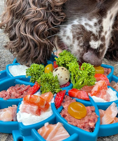    SodaPup-jouet-enrichissement-etray-pour-chien-chiot-mandala-bleu