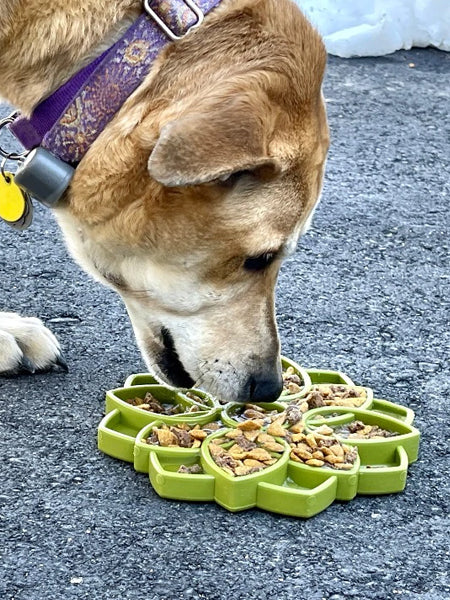       SodaPup-jouet-enrichissement-etray-pour-chien-chiot-mandala-vert