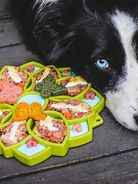     SodaPup-jouet-enrichissement-etray-pour-chien-chiot-mandala-vert