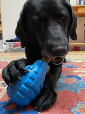     SodaPup-jouet-interactif-pour-chien-chiot-Unstoppables-Chewers