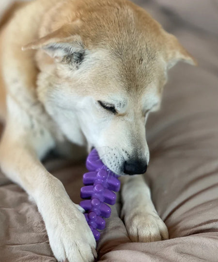       SodaPup-jouet-interactif-pour-chien-chiot-fish-bone