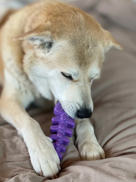       SodaPup-jouet-interactif-pour-chien-chiot-fish-bone
