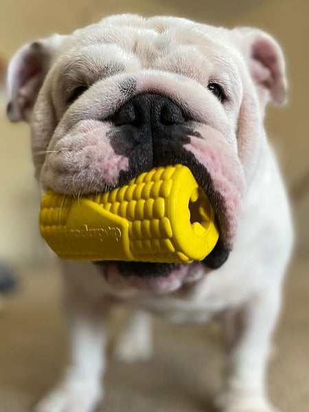 SodaPup-jouet-interactif-pour-chien-chiot-mais