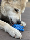       SodaPup-jouet-interactif-pour-chien-chiot-resistant-etoile-mer-bleu