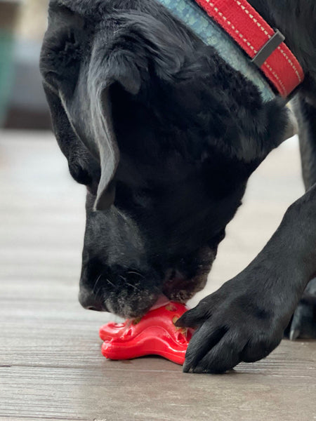        SodaPup-jouet-interactif-pour-chien-chiot-resistant-etoile-mer-rouge