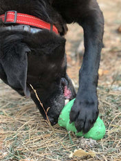     SodaPup-jouet-interactif-pour-chien-chiot-sapin-noel