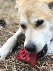SodaPup-jouet-interactif-pour-chien-chiot-tarte