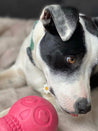 SodaPup-jouet-interactif-pour-chien-chiot-tete-de-mort-rose