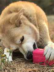 SodaPup-jouet-interactif-pour-chien-chiot-van-rose