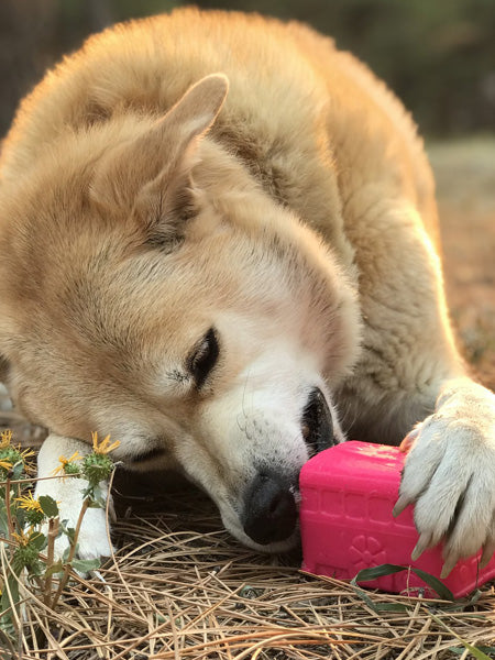 SodaPup-jouet-interactif-pour-chien-chiot-van-rose