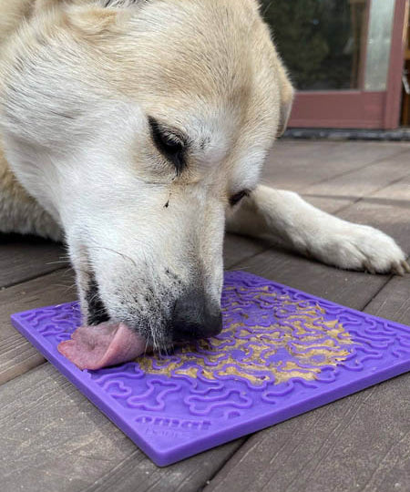 SodaPup-jouet-interactif-pour-chien-chiot-violet