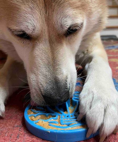       SodaPup-tapis-lechage-ecoin-pour-chien-chiot-bleu