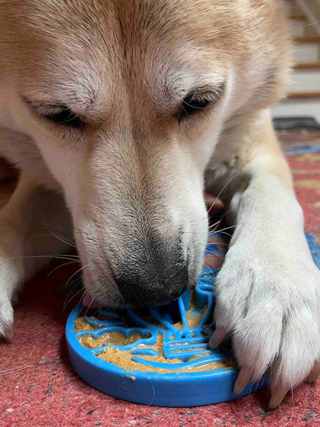       SodaPup-tapis-lechage-ecoin-pour-chien-chiot-bleu