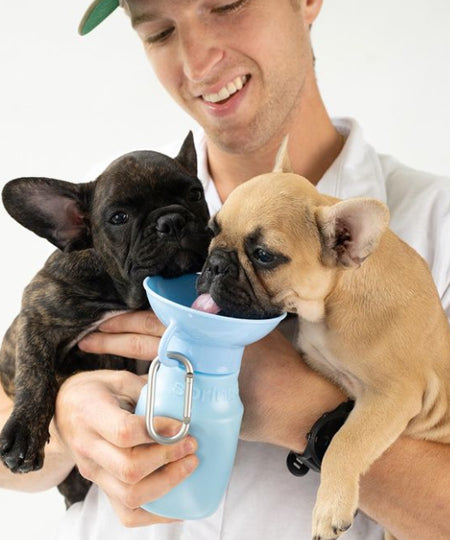     Springer-gourde-distributeur-eau-voyage-chien-bleu