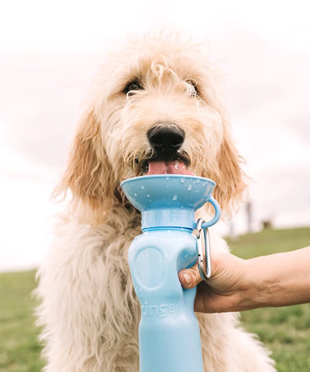     Springer-gourde-distributeur-eau-voyage-chien-bleu