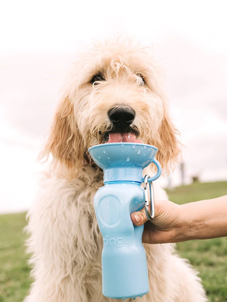     Springer-gourde-distributeur-eau-voyage-chien-bleu