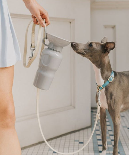       Springer-gourde-distributeur-eau-voyage-chien