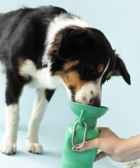       Springer-gourde-distributeur-eau-voyage-chien-vert