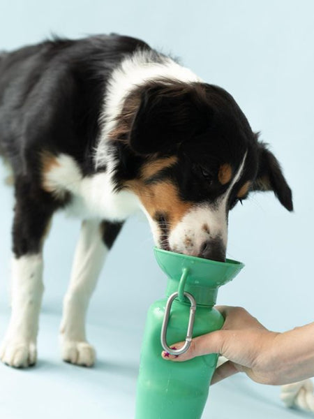       Springer-gourde-distributeur-eau-voyage-chien-vert