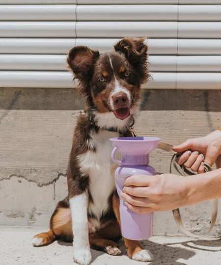       Springer-gourde-distributeur-eau-voyage-chien-violet