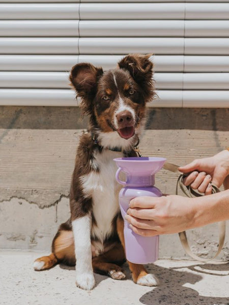       Springer-gourde-distributeur-eau-voyage-chien-violet
