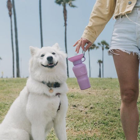       Springer-gourde-distributeur-eau-voyage-chien-violet