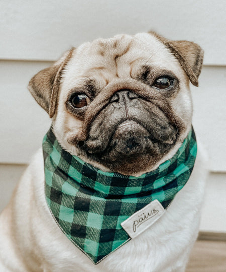 The-Paws-bandana-pour-chien-Bourbon