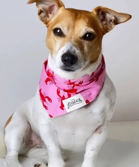     The-Paws-bandana-pour-chien-Frye-Island