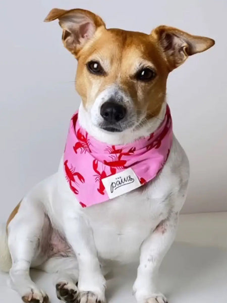     The-Paws-bandana-pour-chien-Frye-Island