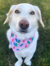     The-Paws-bandana-pour-chien-Funfetti