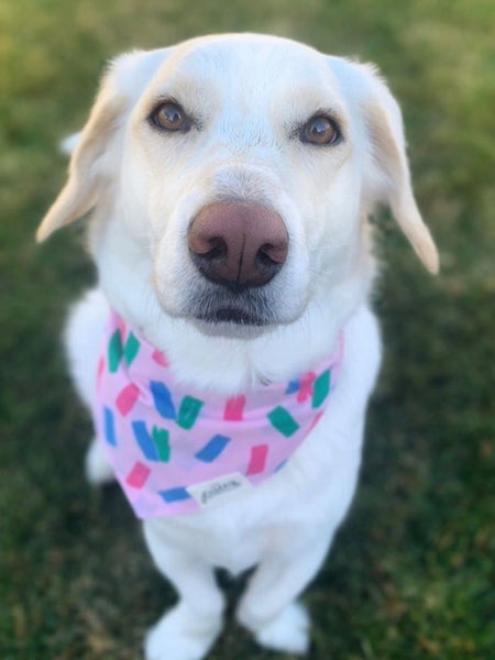     The-Paws-bandana-pour-chien-Funfetti