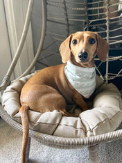    The-Paws-bandana-pour-chien-Surf