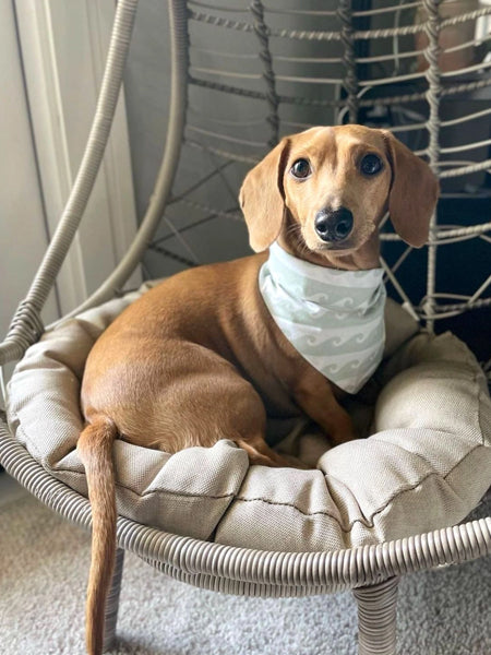     The-Paws-bandana-pour-chien-Surf