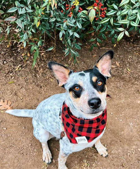        The-Paws-bandana-pour-chien-bucheron