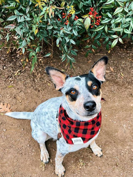        The-Paws-bandana-pour-chien-bucheron