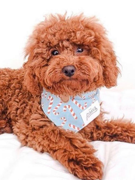    The-Paws-bandana-pour-chien-candyland-bleu
